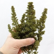 Teloxis conifera speciale usato  Spedire a Italy
