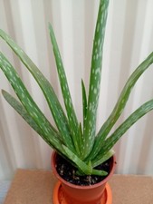 Aloe vera easy for sale  NORTHAMPTON