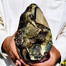 3.25lb natural turtle for sale  Burlington