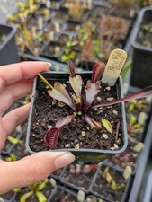 Dionaea trev red d'occasion  Cormeilles-en-Vexin