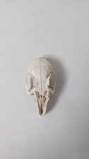 Genuine wild rabbit for sale  EXETER