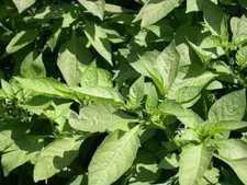 Kenyan black nightshade for sale  NEWPORT