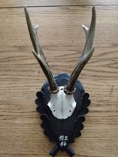 Vintage roe deer for sale  New Boston