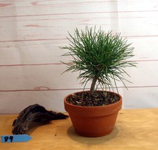 Bonsai sibirische zeder gebraucht kaufen  Hankensbüttel