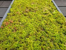 Sphagnum moos grün gebraucht kaufen Sphagnum moos grün gebraucht kaufen  Wermelskirchen