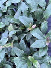 viburnum for sale viburnum for sale KING'S LYNN
