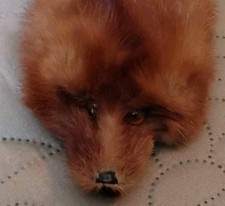 Beautiful pelt red for sale  Brentwood