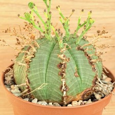 Euphorbia meloformis subs. usato  Baranzate