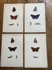 Antique british entomology for sale  Mount Vernon