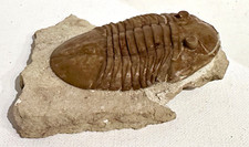 Russian trilobite asaphus for sale  Seattle