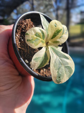 Variegated lyrata fiddle for sale  Windermere