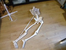 Vintage medical anatomical for sale  PETERBOROUGH