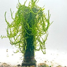 Bamboo java moss for sale  ACHARACLE