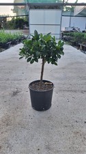 Piante agrumi calamondino usato  Rodi Milici
