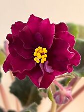 Cajun mama ruby for sale  Walton