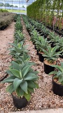 Agave attenuata vaso usato  Pontinia