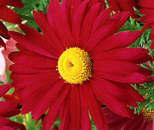 PYRETHRUM RED Chrysanthemum Coccineum - 500 Sementes a Granel, usado comprar usado  Enviando para Brazil