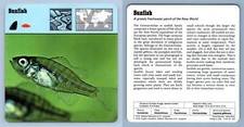Sunfish bony fish for sale  SLEAFORD