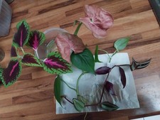 Lot boutures plantes d'occasion  Flixecourt