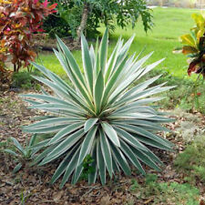 Yucca gloriosa variegata for sale  HORSHAM