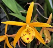 Spike bud cattleya for sale  New Port Richey
