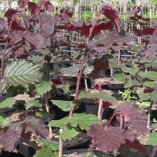 Haselnuss maxima purpurea gebraucht kaufen  Detmold