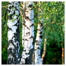 Silver birch stunning for sale  NEWTOWNARDS