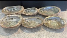 Extra large abalone for sale  Reno