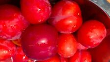 Cuttings japanese red for sale  Redmond