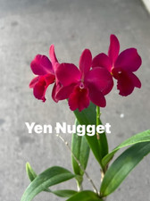 Rare cattleya yen for sale  HALSTEAD
