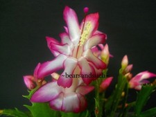 Schlumbergera ann for sale  Lawrence