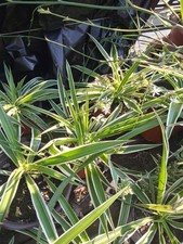 plants spider beautiful big for sale plants spider beautiful big for sale Pontiac