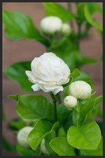 Jasmine sambac grand for sale  Christmas