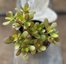 Jade plant black for sale  Henderson