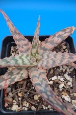 Aloe firecracker item for sale  Murrieta