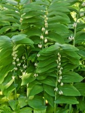 True solomon seal for sale  Palmer