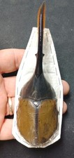 Dynastes hercules lychyi for sale  Emporia