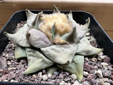 Ariocarpus retusus own usato  Valdastico