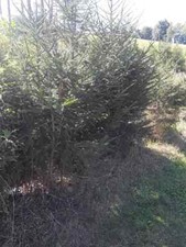 Big norway spruce for sale  Patton