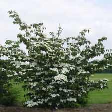 Cornus kousa national for sale  HORSHAM