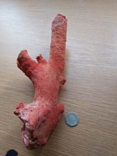 Dead coral for sale  WIGAN