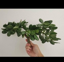 Two thick cutting for sale  San Jose