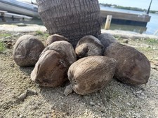 Coconut tree seeds for sale  Key West