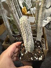 Euphorbia abdelkuri cactus for sale  BIRMINGHAM