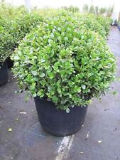 Buxus microphylla faulkner gebraucht kaufen  Zetel