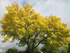 Fraxinus excelsior aurea gebraucht kaufen  Eslohe (Sauerland)