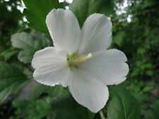 Hibiscus syriacus snowdrift usato  Reggio Calabria