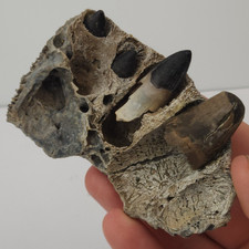 Alligator jaw fossil for sale  Rockledge