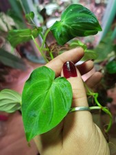 Philodendron verrucosum mini gebraucht kaufen Philodendron verrucosum mini gebraucht kaufen  Berlin