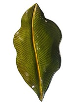 Large palm leaf for sale  Dickinson
